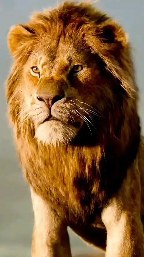 威风霸气帅气的大狮子.