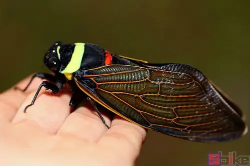 婆罗洲巨蝉_青襟油蝉