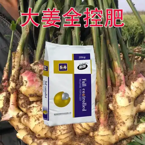 大姜生姜专用控释肥14-14-14均衡型高钾型全控复合肥底肥追肥厂家