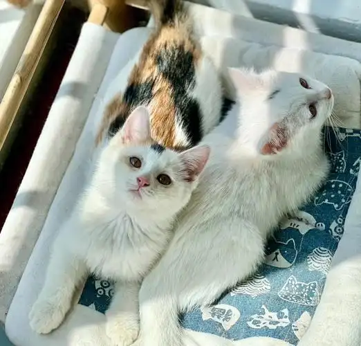 三花猫招财猫奶猫北京无偿领养超美花色