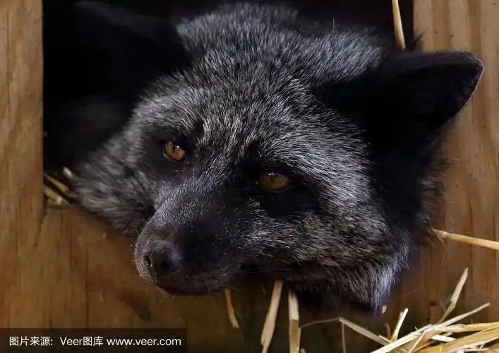 一只头躺在盒子外面的黑狐狸的肖像