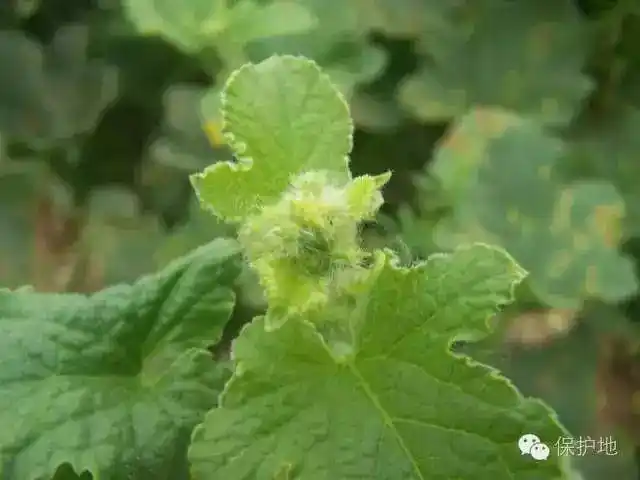 甜瓜种植户必备甜瓜常见病害高清图谱来袭