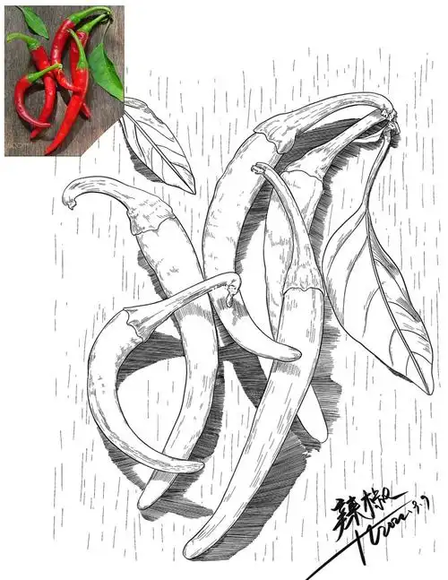 红辣椒蔬菜写生线描速写