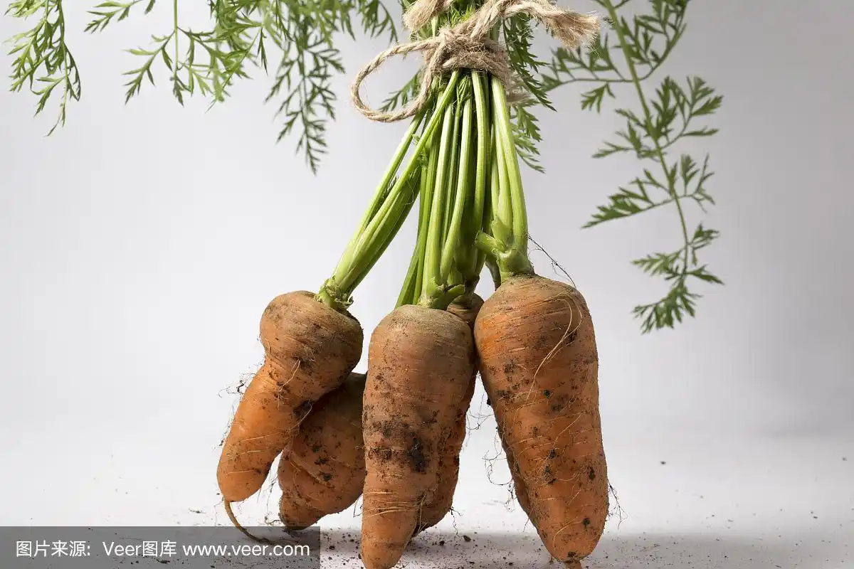 白色背景,绿色叶子和茎的胡萝卜束.