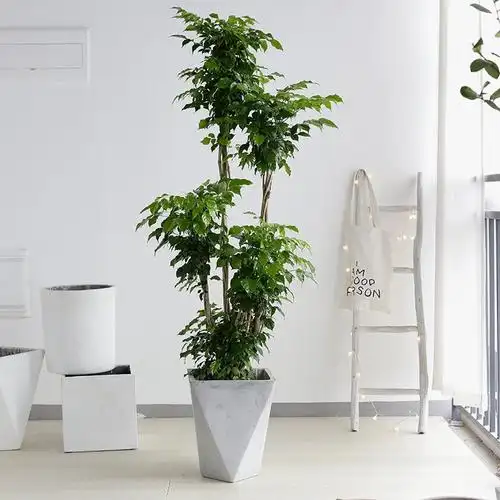 客厅最旺宅的大型植物_客厅最旺宅的大型植物_适合客厅养的大型植物