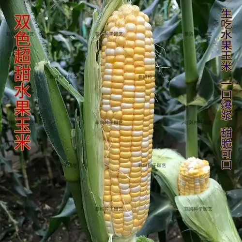 超香甜水果玉米种子高产冰糖白粘花黄黑糯五彩大田春播玉米种籽孑