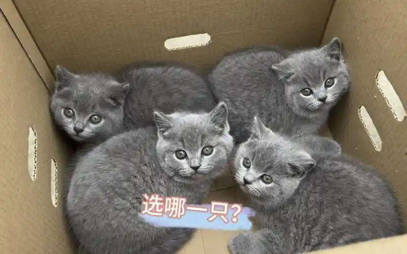 这一窝小蓝猫让你选一只,你选哪一只呢?哪只更好看?