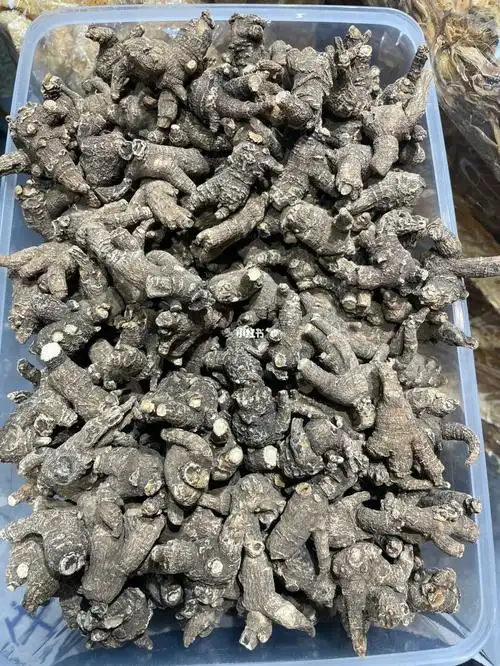 花旗参又叫西洋参,美国人参等,是五加科人参属多年生草本植物,性凉,味