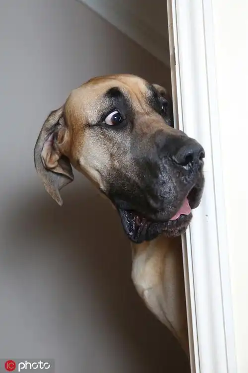 万圣节小动物也"见鬼",这夸张的表情太好玩了! zt