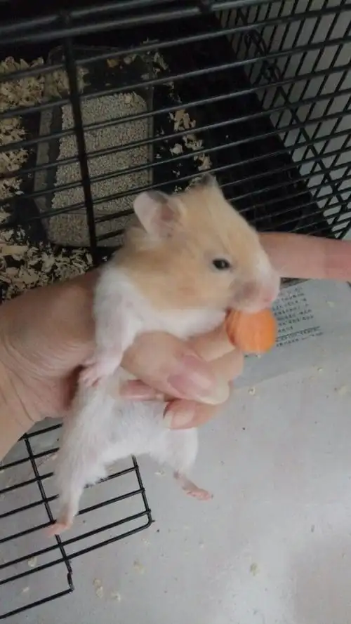 金丝熊丁香色和双色丁香的大概要多少钱