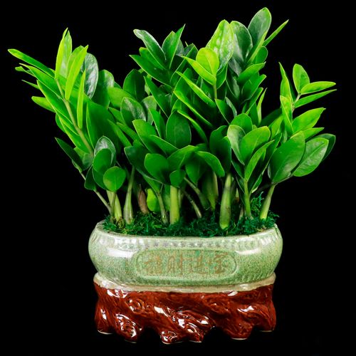 大盆办公室送礼开业乔迁盆栽摇钱树植物客厅金钱树绿植