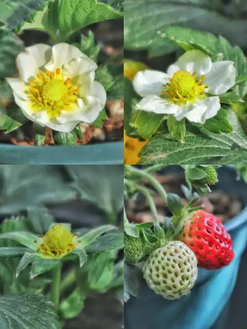 草莓陆续开花中