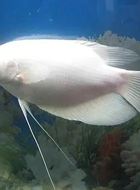 白活体中大型热带淡水红眼招财鱼