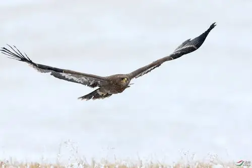 草原鹰 - 青海版 qinghai 鸟网