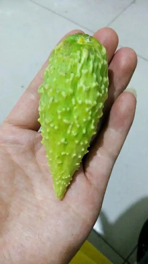 谁知道这是什么植物果实,有何用处?