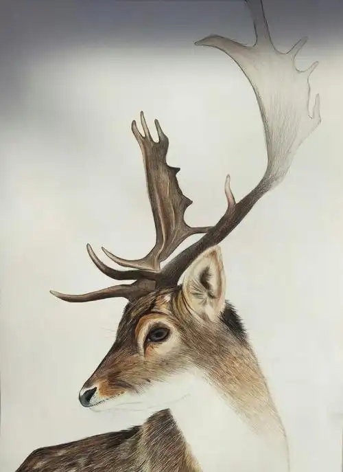 彩铅麋鹿