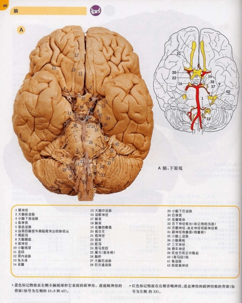 麦克明彩色人体解剖图谱——脑(58~68)