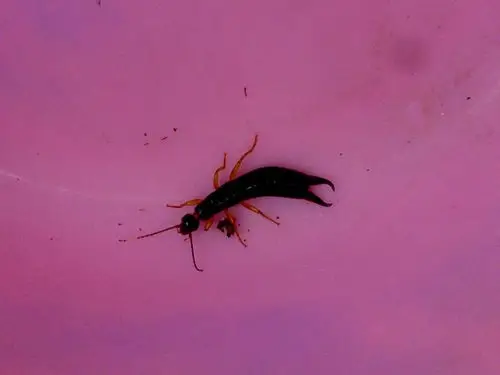 奇异昆虫求鉴定