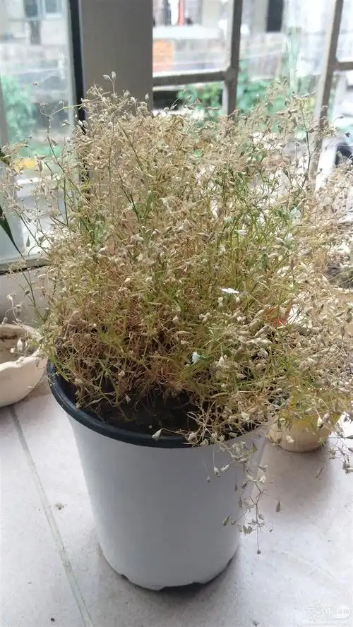 满天星天天都浇水,怎么枯萎了呢? - 家在深圳