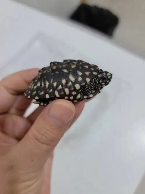 斑点池龟,大苗4