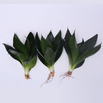矮脚白玉虎尾兰水培绿植花卉y 黑金刚虎皮兰(12-18厘米)3棵【矮品种】