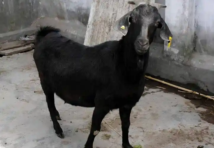 努比亚黑山羊储备公羊和羊羔的日常喂养办法,初春喂羊注意饮水_饲料