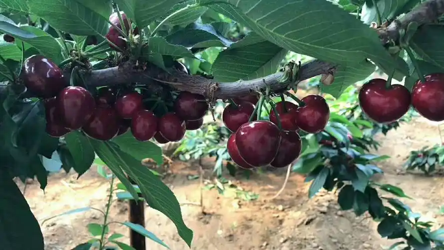 在农村种植的樱桃,玲珑剔透,就像小白兔的眼睛一样美丽