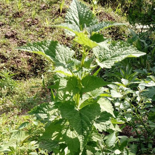 特价新鲜藿香四川鱼香 叶菜有苗种荷霍香草五香叶大茴香蘸豆花泡-mc