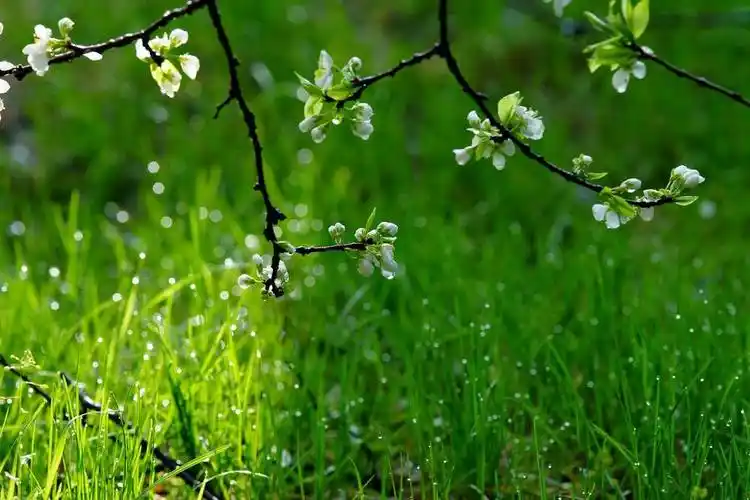 上游61夜雨丨田金梅:雨后_阳光