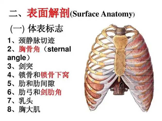 《局解》-胸部-1贵阳医学院局部解剖学
