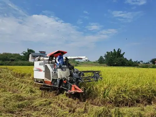 省时省力泸县56万亩水稻机收全面展开