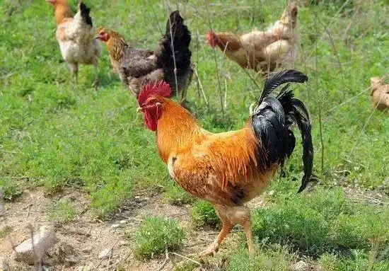 庄河大骨鸡跟普通的肉鸡不同,他不能圈养,只能散养.