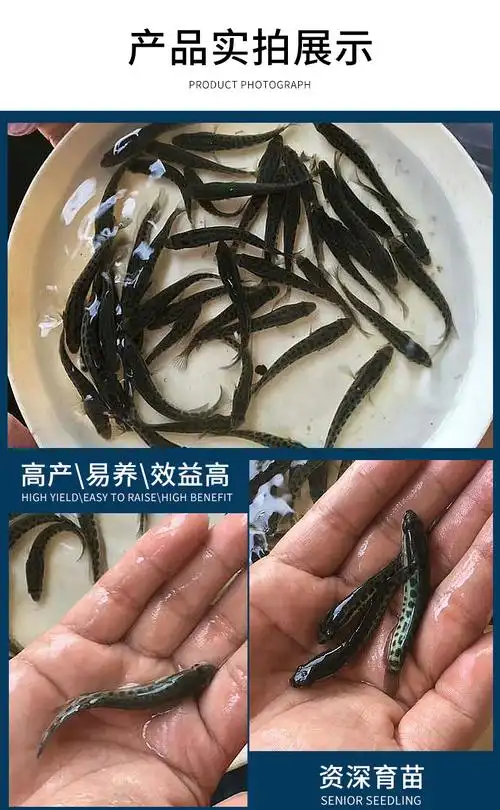 渔场批发杂交淡水生鱼苗人工养殖本地基地供应好养易活黑鱼苗批发