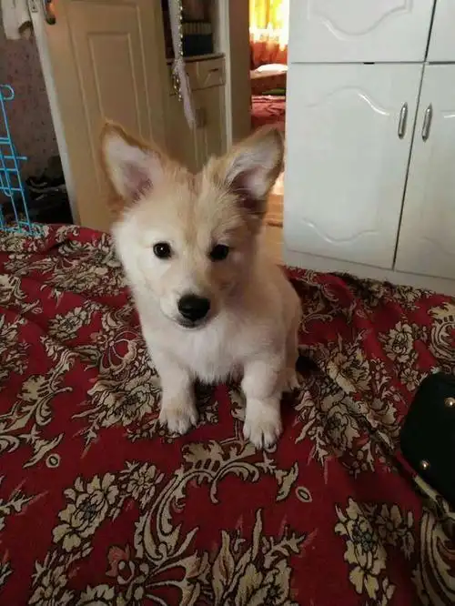 宠物店买了一只金毛串串带回家没人信大家都说这狗是柯基