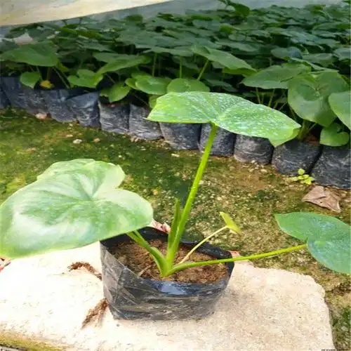 春羽湖南春羽地苗在线为你服务