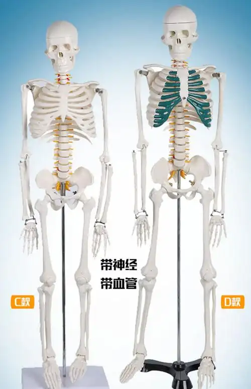 人体骨骼模型骨架绘画小白全身真人仿真医学带肌肉可拆卸骷髅脊柱