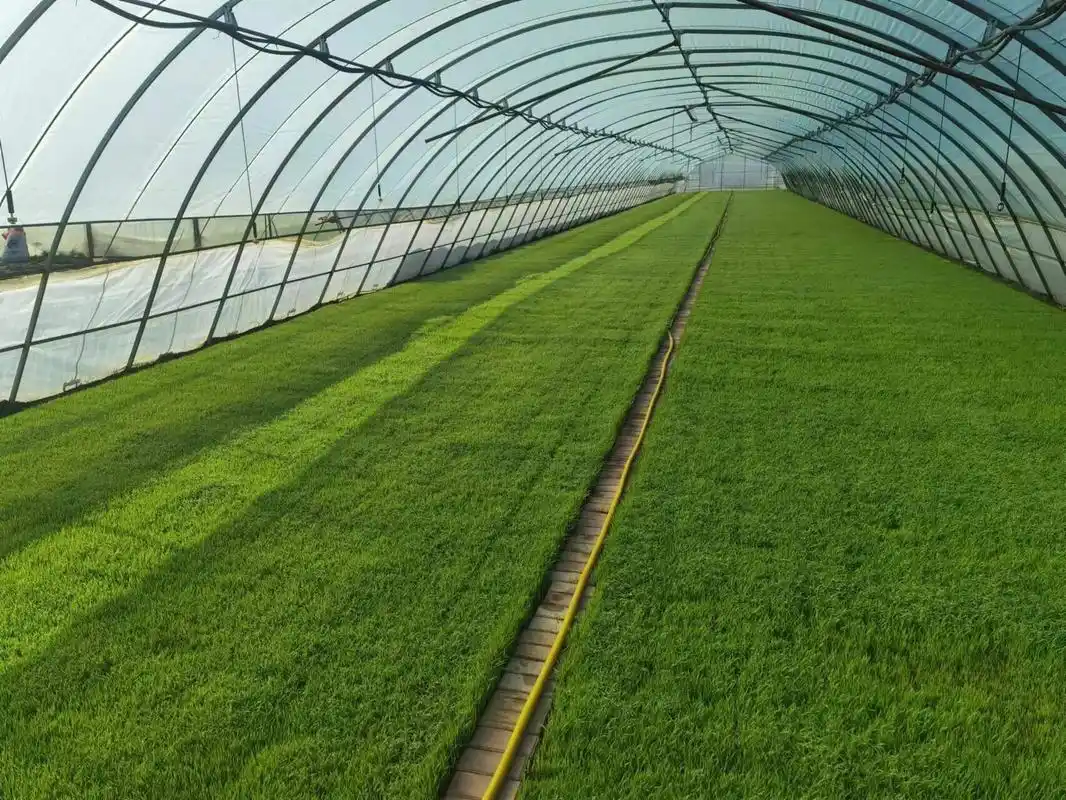 东北真正小粒香(吉宏6) 	 东北大米生长期长 早晚温差大 软糯可口