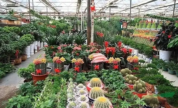 花卉大全,花卉市场,花鸟市场 - 苗木供应信息 - 青州市花之都花卉园艺