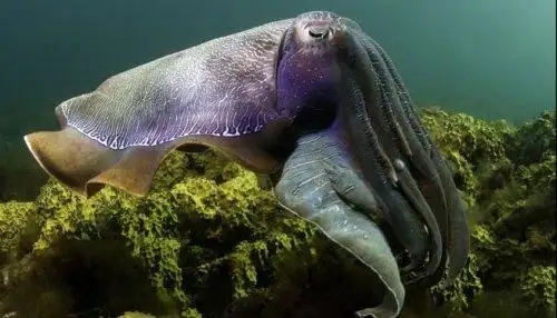 巨型墨鱼词条图册_百度百科