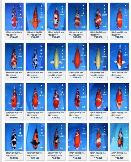 重点推介广州海港锦鲤园之千秋池