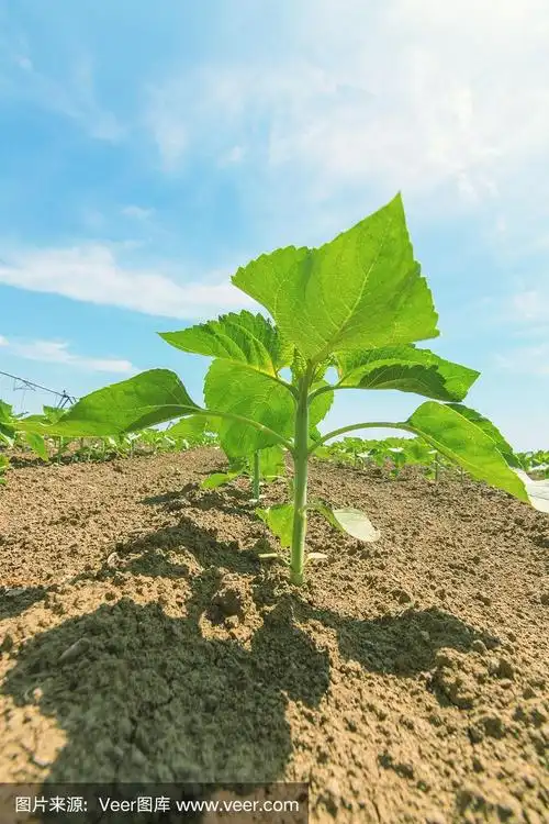 绿色的向日葵幼苗.年轻的向日葵.