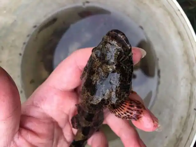 苏州的塘鳢鱼,每年菜花盛开期间最为肥壮,今年卖到百元一斤