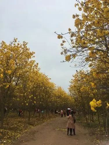 【休闲驿站】惠州黄花风铃开势正旺,快去看看吧!