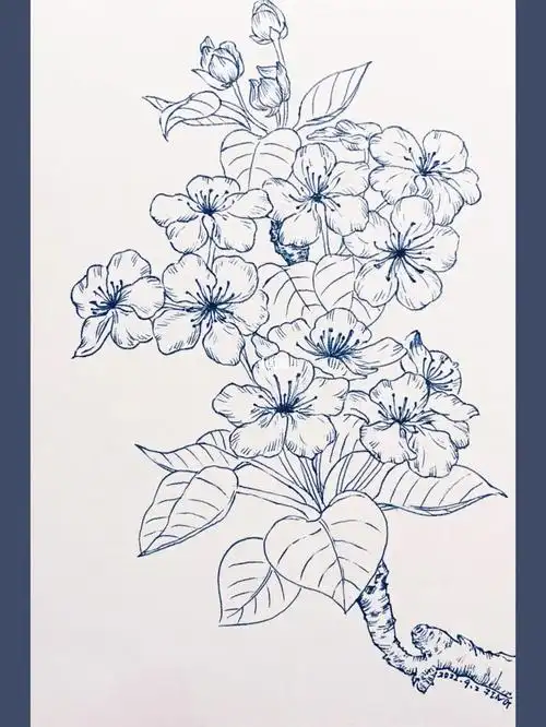 画线稿自在飞花梨花