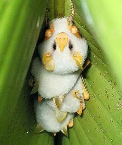 纯白色的蝙蝠你见过吗网友发现一窝世界上最小的白蝙蝠