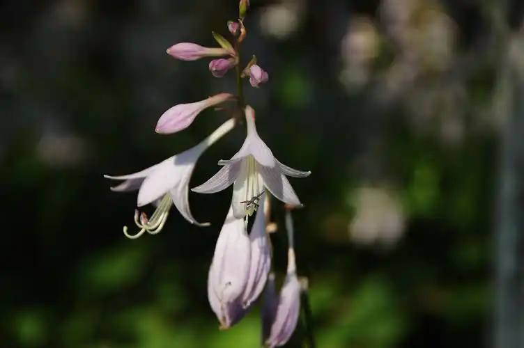好个洁白碧玉簪,相映闺秀浮粉面.