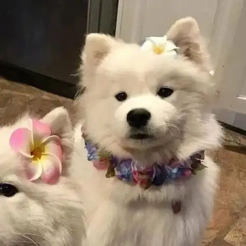 哇偶可可爱爱的宠物情头