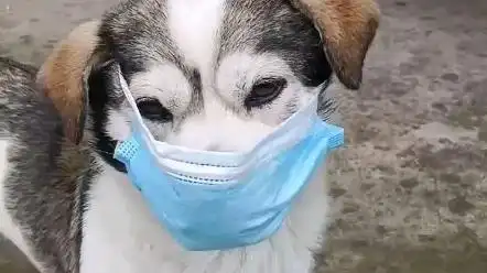拥有一只戴口罩的狗子是什么体验