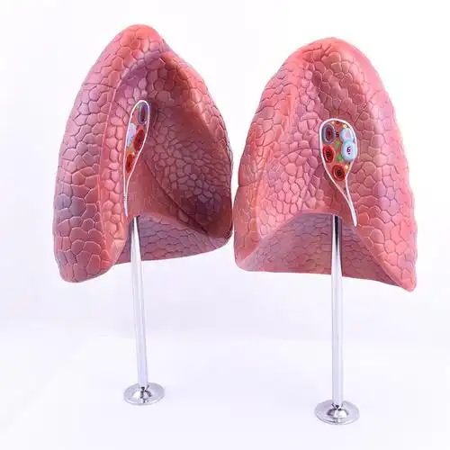 健康肺吸烟禁烟呼吸系统肺段胸外科呼吸科模型肺分段分叶胸外科胸透