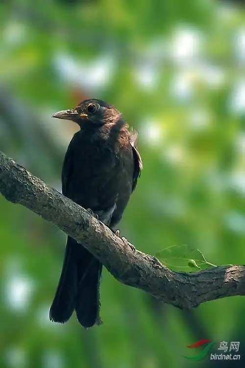乌鸦幼鸟出来了
